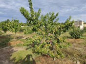 Satılır 20 sot torpaq Xaçmaz