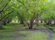 Satılır 43 sot torpaq Balakən