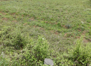 Satılır 12 sot torpaq Qusar