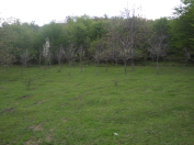 Satılır 8 sot torpaq Qəbələ