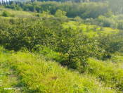 Satılır 62 sot torpaq Lənkəran