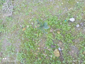 Satılır 5 sot torpaq Hövsan