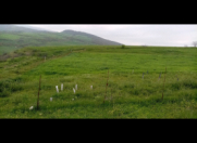 Satılır 200 sot torpaq Şabran