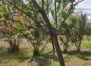 Satılır 3 sot torpaq Şəki