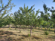 Satılır 30 sot torpaq Şamaxı