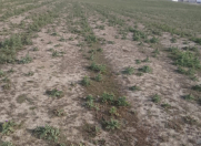 Satılır 24 sot torpaq Novxanı