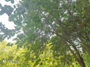 Satılır 40 sot torpaq Qusar