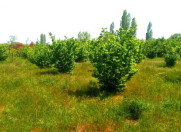 Satılır 22 sot torpaq Xaçmaz