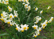 Satılır 13 sot torpaq Sumqayıt