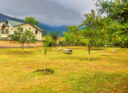 Satılır 40 sot torpaq Qəbələ