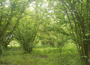 Satılır 7 sot torpaq Xaçmaz