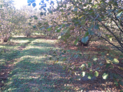 Satılır 50 sot torpaq Qax