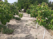 Satılır 6 sot torpaq Sumqayıt