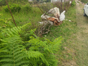 Satılır 10 sot torpaq Astara