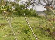 Satılır 32 sot torpaq Şamaxı