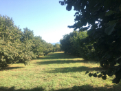 Satılır 187 sot torpaq Qax