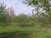 Satılır 30 sot torpaq Qəbələ