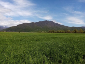 Satılır 50 sot torpaq İsmayıllı