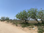 Satılır 20 sot torpaq Pirallahı