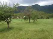 Satılır 85 sot torpaq Qəbələ