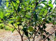 Satılır 180 sot torpaq Xaçmaz