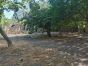 Satılır 3.75 sot torpaq Buzovna