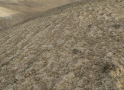 Satılır 27200 sot torpaq Neftçala