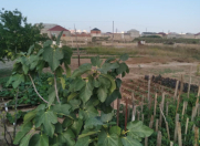 Satılır 7 sot torpaq Sumqayıt