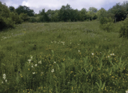 Satılır 12 sot torpaq Şamaxı