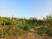 Satılır 10 sot torpaq Sumqayıt