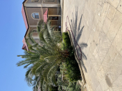 İcarəyə verilir 5 otaqlı 220 m2 bağ evi Sea Breeze Resort