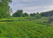 Satılır 60 sot torpaq Oğuz