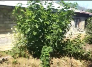 Satılır 5 sot torpaq Şəki