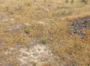 Satılır 5 sot torpaq Ramana