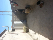 Satılır 2 otaqlı 50 m2 həyət evi Buzovna