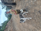 Satılır 1 otaqlı 1.8 m2 köhnə tikili Bülbülə