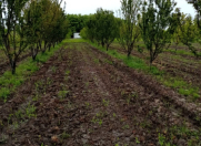 Satılır 35 sot torpaq Xaçmaz