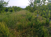 Satılır 800 sot torpaq Xaçmaz