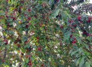 Satılır 12 sot torpaq Quba