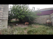 Satılır 2 otaqlı 7 m2 bağ evi Sumqayıt