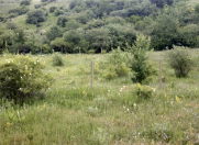 Satılır 12 sot torpaq Şamaxı