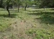 Satılır 36 sot torpaq Qəbələ