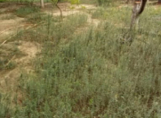 Satılır 4 sot torpaq 7 mkr