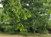 Satılır 7 sot torpaq Qusar