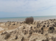 Satılır 5000 sot torpaq Neftçala