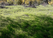 Satılır 24 sot torpaq Sumqayıt