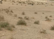 Satılır 8 sot torpaq Qobu