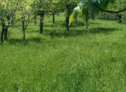 Satılır 10 sot torpaq Qəbələ