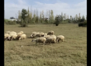 Satılır 70 sot torpaq Sabirabad