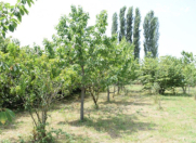 Satılır 10 sot torpaq Xaçmaz